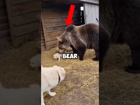This Wild Bear Took a Puppy… What Happened Next Shocked Everyone!