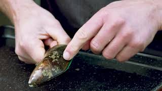 How to Shuck a Mills Bay mussel