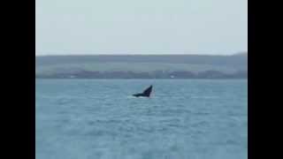 preview picture of video 'southern right whale tail'