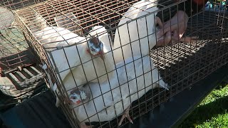 Wanted some Chicks, BUT came home with Guineas