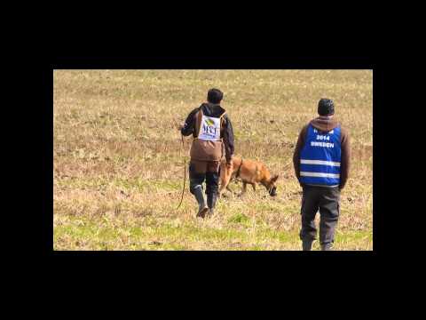Mecberger Lassie's tracking FCI IPO3 Worldchampionship 2014 Malmö Sweden.