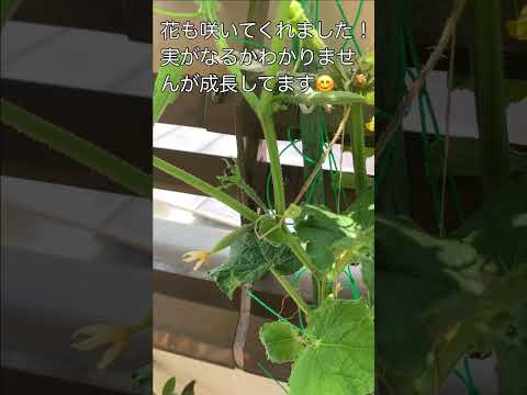 キュウリをトレリスで栽培することが有益な選択肢であるのはなぜですか?  庭園