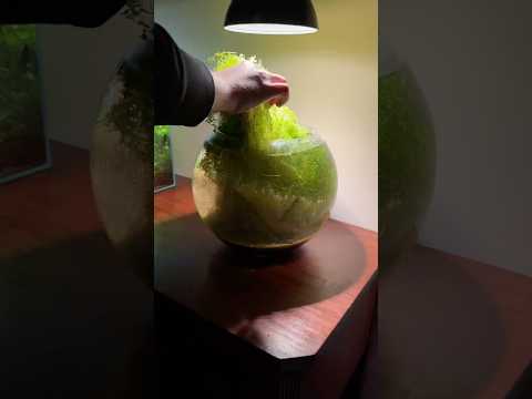 Disassembling a 4 gallon planted bowl aquarium
