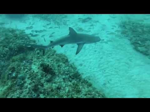 Tunnels Reef Sharks