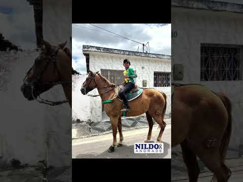 Cavalgada e aboio em São José dos Ramos. A Capital do Aboio.