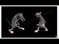 Oneyplays Chris O Neal And Zach Hadel Watch Dancing Mice