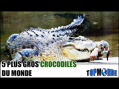 TOP 5 Des Plus Gros Crocodiles Du Monde