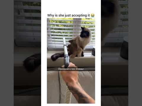 I've never seen an animal so calm around a hoover before