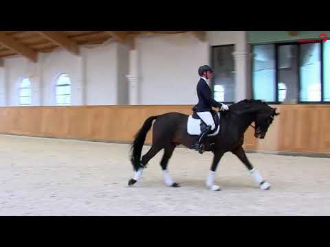 Follow Him's Schönweide Hengstpräsentation 2021