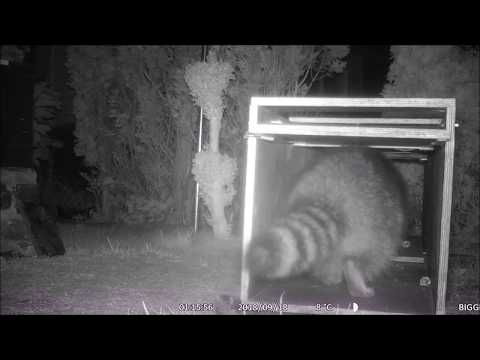 Beispiel und Tipps: für die Fallenjagd auf Waschbär und Waschbären mit einer Lebendfalle fangen!