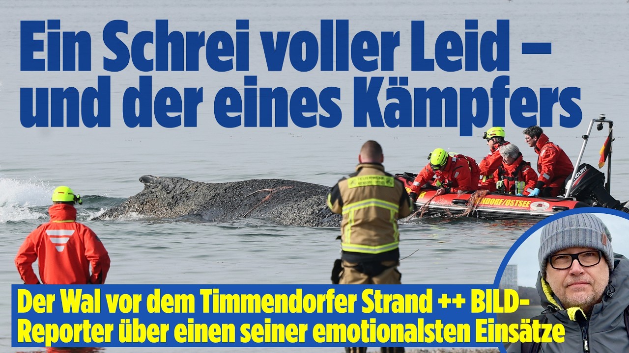 Drama in der Ostsee: Buckelwal seit drei Tagen am Timmendorfer Strand gefangen!