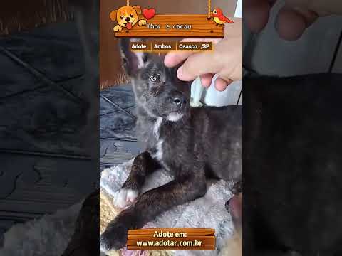 Vídeo de Cachorrinhos ??