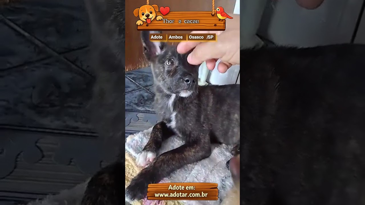 Cachorro raça SRD-ViraLata idade 2 a 6 meses nome Thor e cacau 