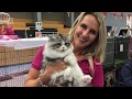 Wie heeft de mooiste poes?