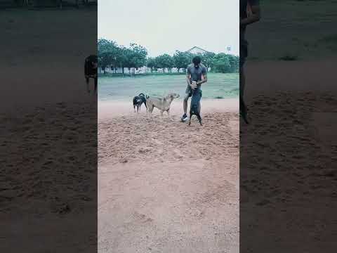 A true friendship ✨♥️dog lover 🐾#dog #friends #shorts #trending