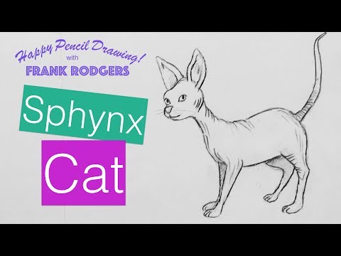 How to Draw a Pencil Sketch of a Sphynx Cat. Happy...