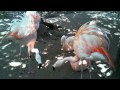 Flamingo Fight