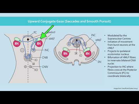 image-What is conjugate eye movement in psychology?