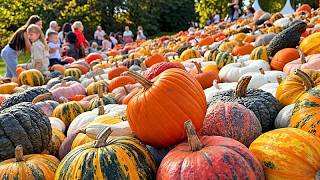Belgien: Pumpkimania-Festival verwandelt Schloss Groot-Bijgaarden