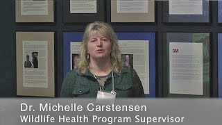 MN MOOSE -- MN DNR MOOSE MORTALITY RESEARCH -- Mentha Group