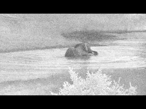 Djuma: Lone Elephant bull with attitude - 04:35 - 01/30/19