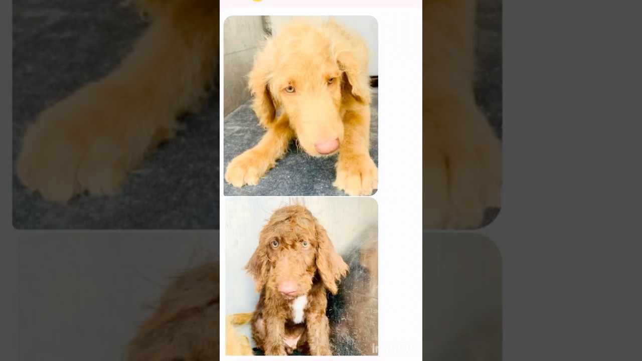 Enlarge Biscotti, a Adoptable mixed breed in Warrenton, VA video 2/2