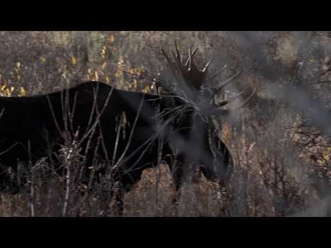 afbeelding Becoming Animal