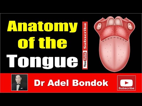 Anatomy of the Tongue, Dr Adel Bondok