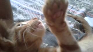 gato não gosta de musica por do sol de Larissa Manoela