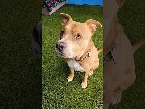 Marshmallow, an adoptable American Staffordshire Terrier & Labrador Retriever Mix in Cumberland, RI_image-1