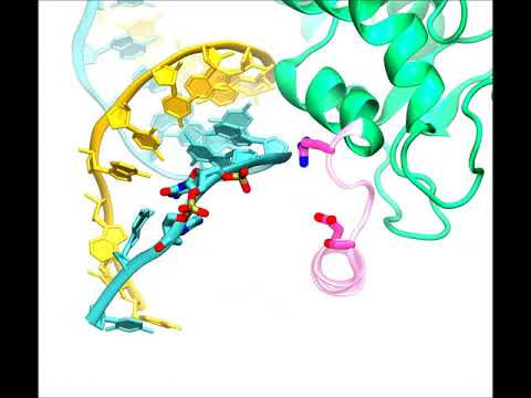CRISPR-Cas9 Off-Target Interactions
