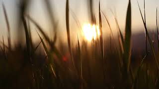 Grass Leaves With The Sunset In The Background | Free Stock Video (Royalty Free)