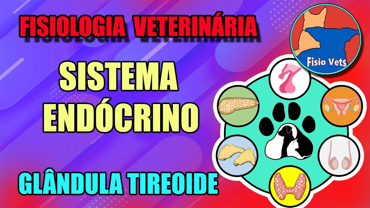 Fisiologia da glândula tireoide (T3 e T4) - Medicina veterinária