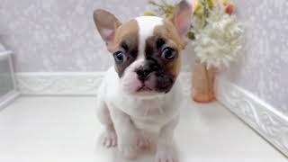 フレンチブルドッグの動画01