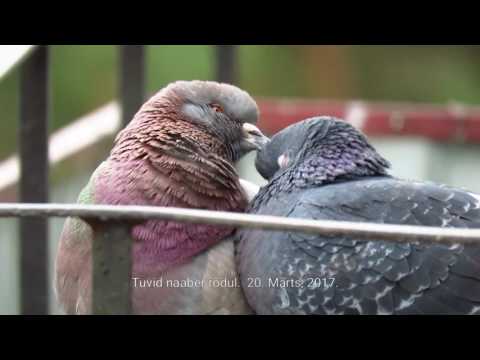 download lagu mp3 mp4 Linnud, download lagu Linnud gratis, unduh video klip Download Linnud Mp3 dan Mp4 Unlimited Gratis