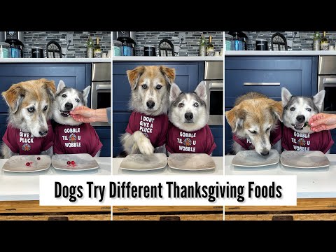 Dogs Try Different Thanksgiving Foods
