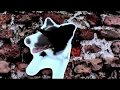 Solex Vs. Cristina Martinez + Jon Spencer - Dog Hit (Official Video)