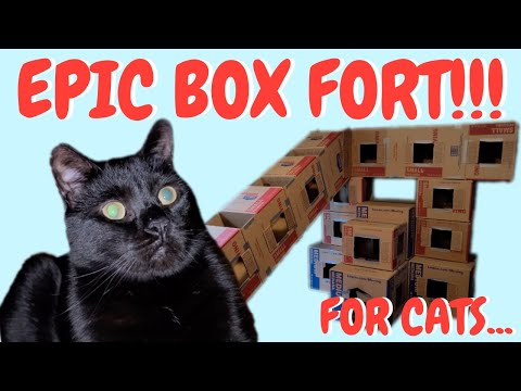 We built a GIANT box fort for CATS!!! *Ball Pits included
