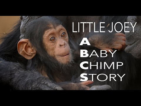 Little Joey: A Baby Chimp Story