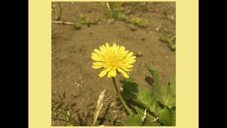 우효(Oohyo) A Good Day Audio