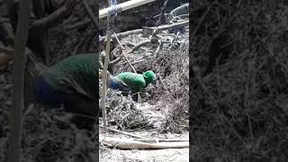 preview picture of video 'alam muli di rusak'