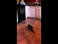 Cat Catches Mouse