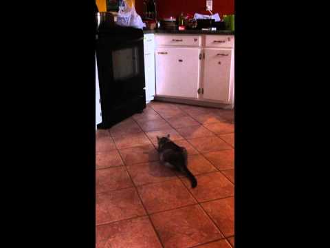cat catches mouse!!!!!!!!!