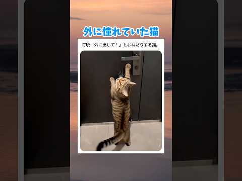 外に憧れていた猫 #お笑い #おもしろ #可愛い #動物