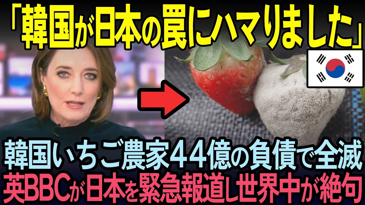 【海外の反応】韓国イチゴ農家が全滅…イギリス人が日本のイチゴ農家を取材した結果世界中が絶句
