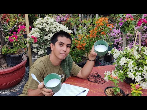 Isa sa mga Sikreto ng Bougainvillea para Gumanda