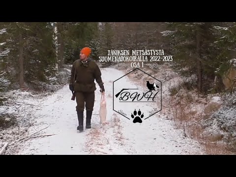 BWH: Jäniksen metsästystä suomenajokoiralla 2022-2023     osa 1