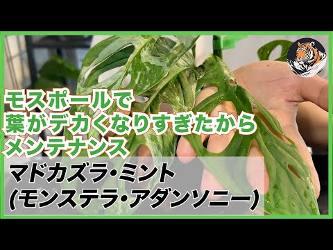 園芸 モルセル、アイルランドの鐘