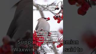 Waxwings Can Get Intoxicated From Eating Fermented Berries #shorts #birds #waxwing
