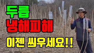 비닐캡으로  두릅냉해방지 하기 / 서리피해방지하기